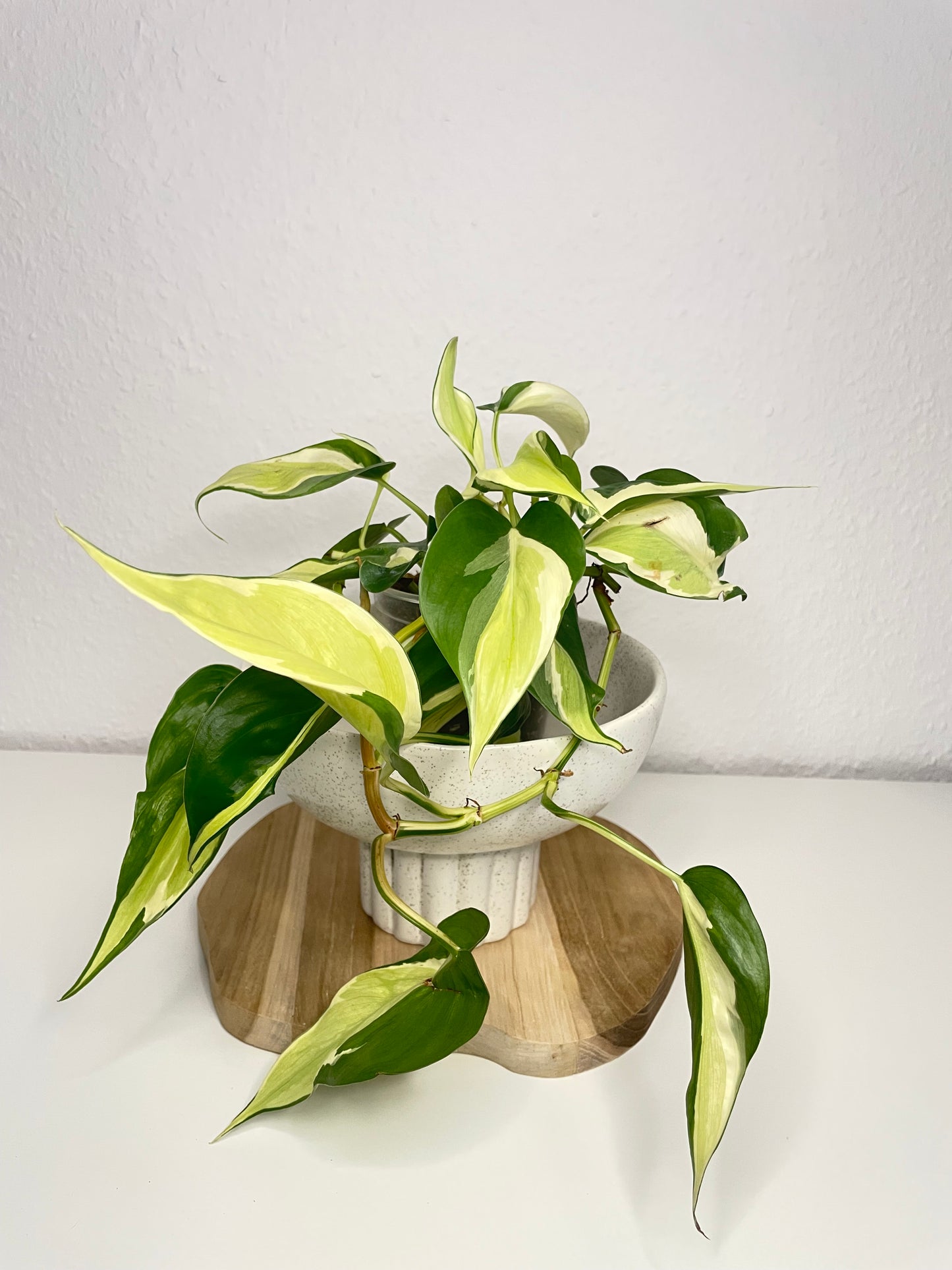 Philodendron Scandens Rio