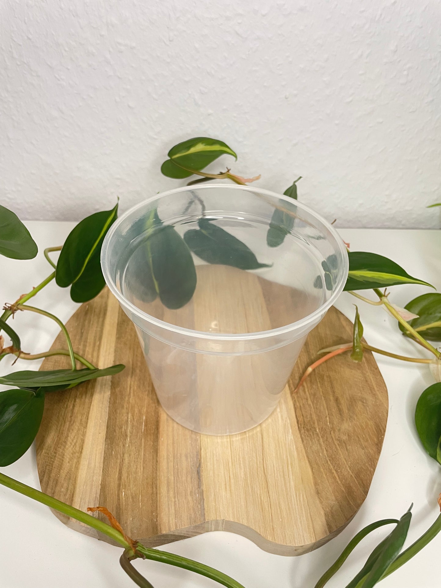 Pflanztöpfe transparent