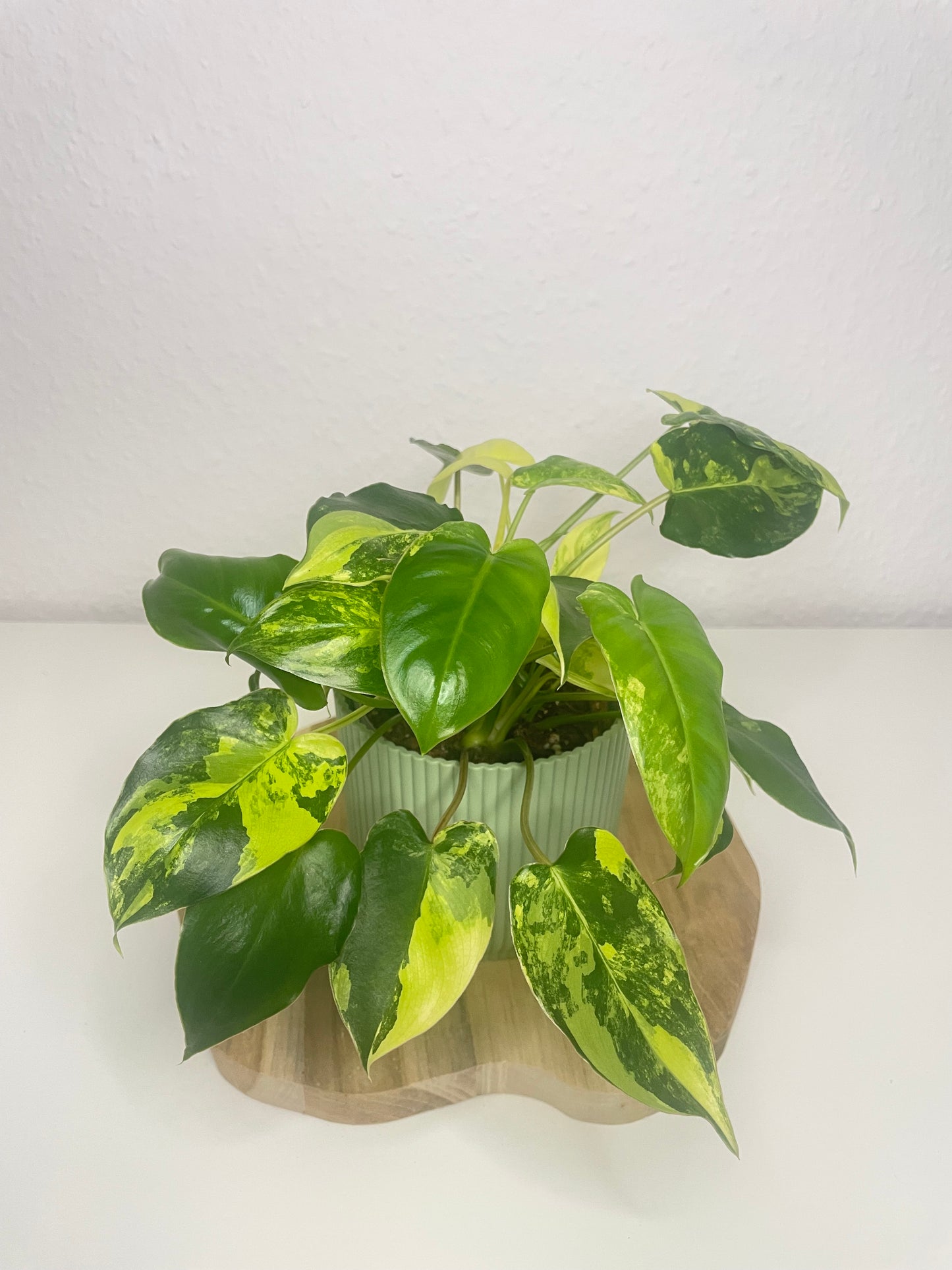 Philodendron Burle Marx Variegata