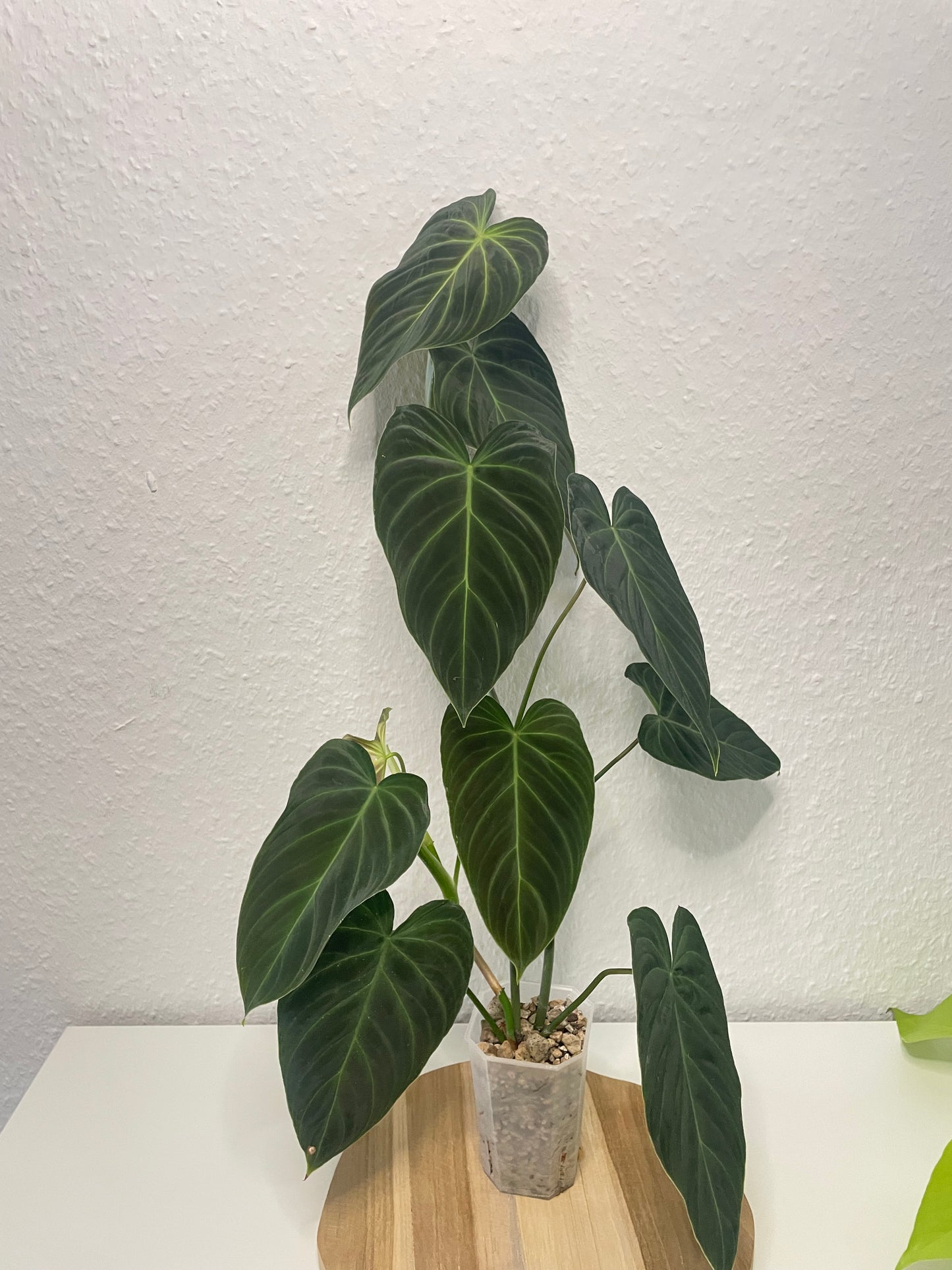 Philodendron Splendid