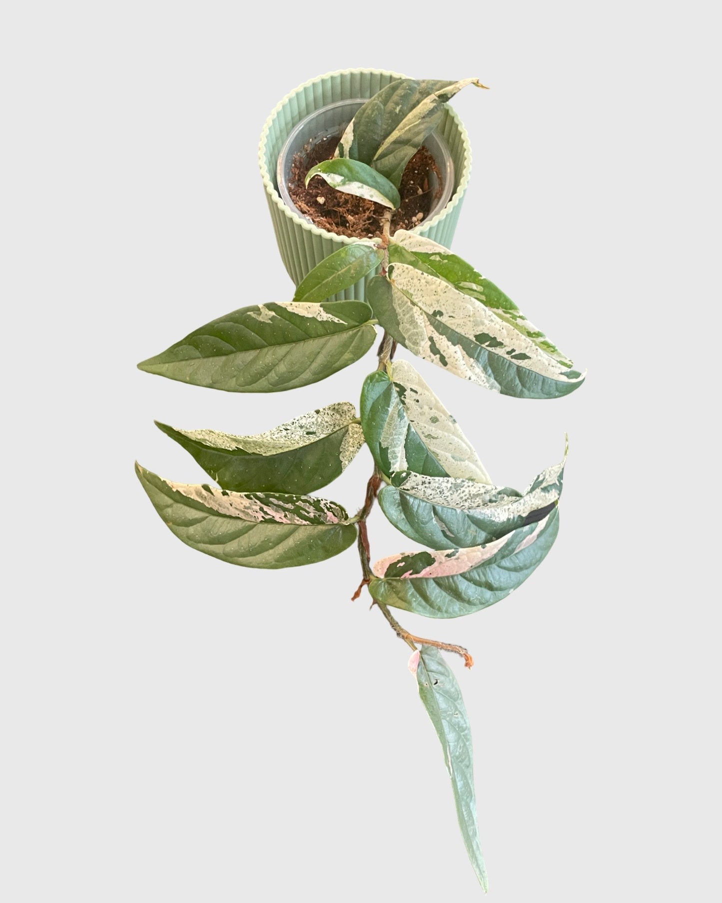 Ficus Sagittata Pink Variegata