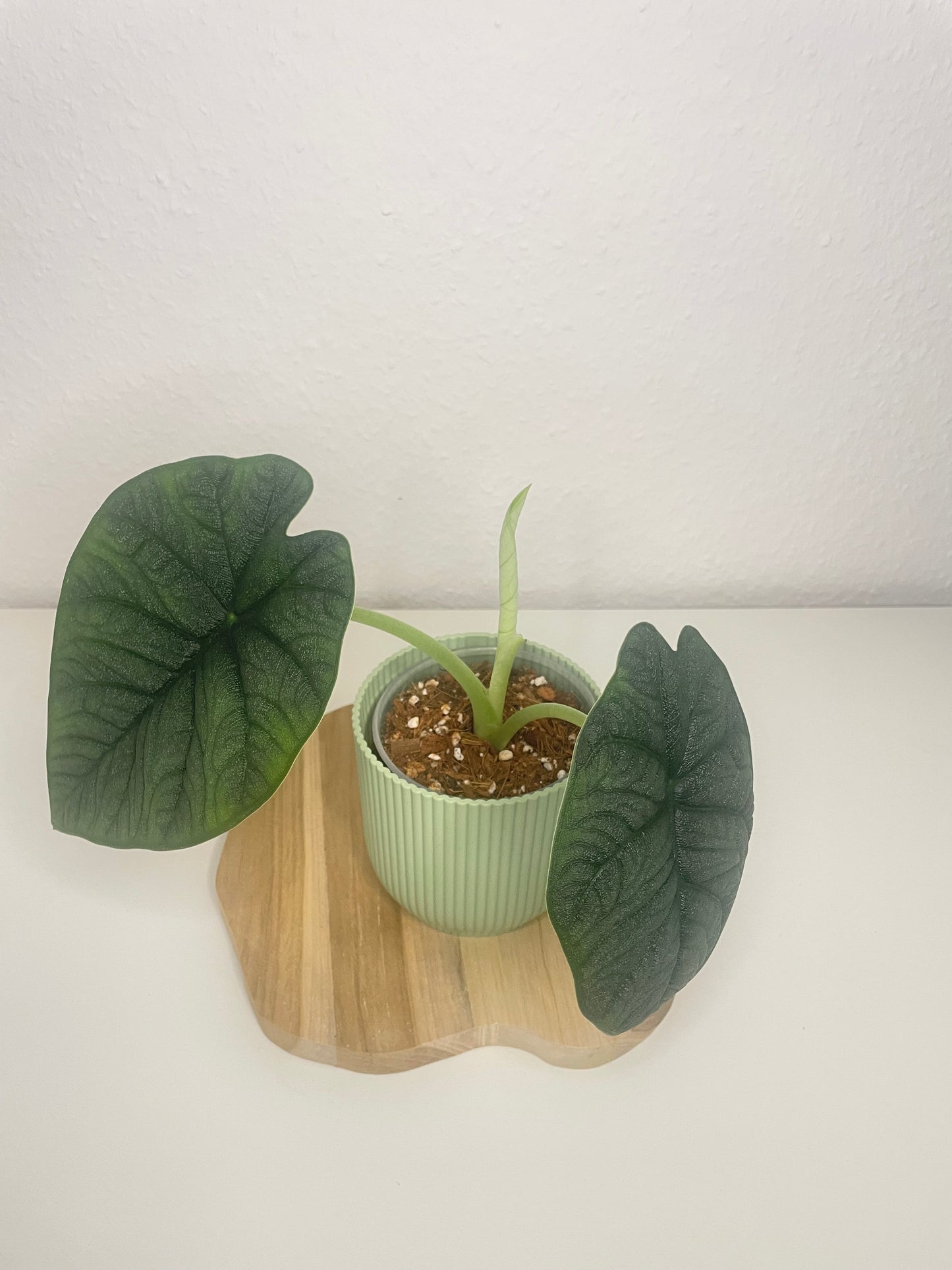 Alocasia Melo