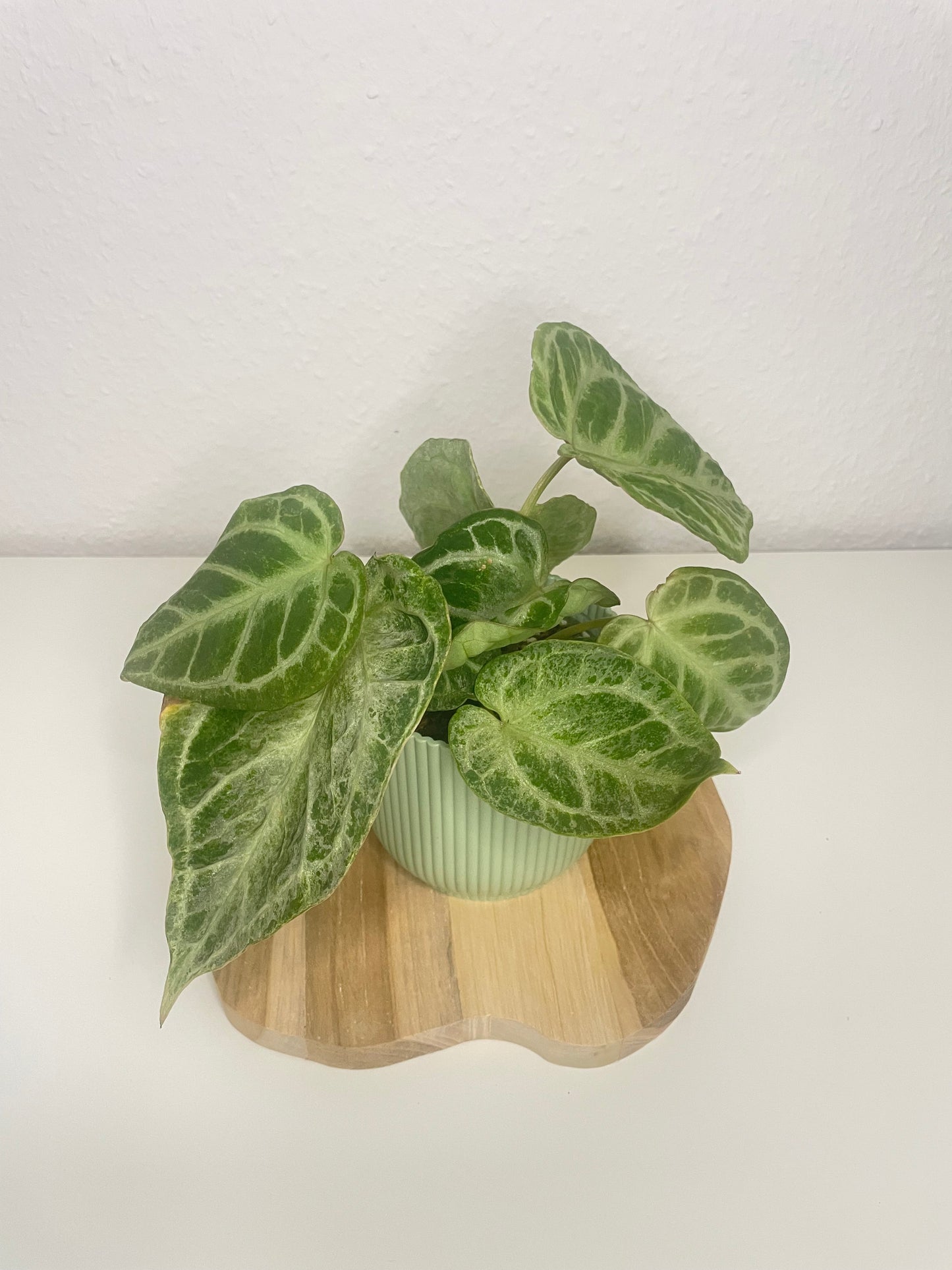 Anthurium Silver Blush Mint