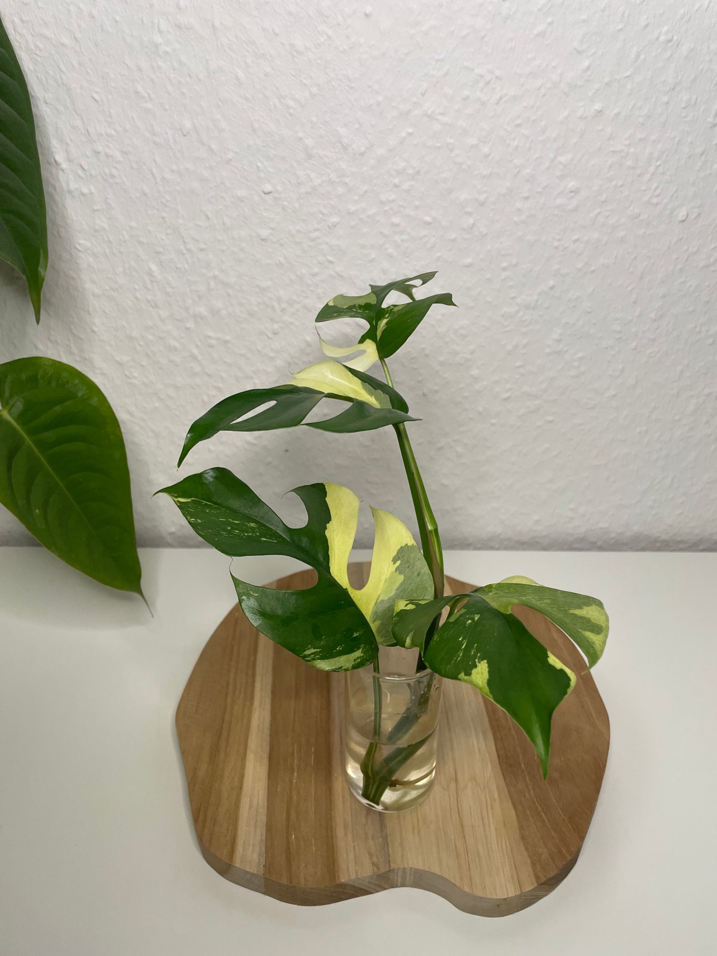 Rhaphidophora Tetrasperma Variegata