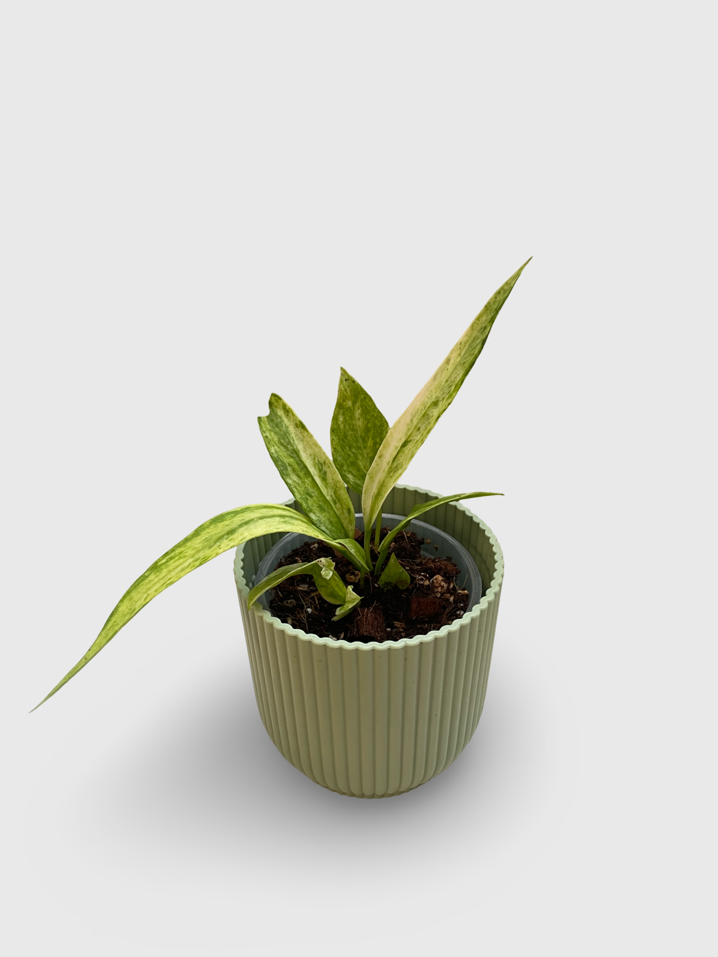 Anthurium Vittarifolium Variegata