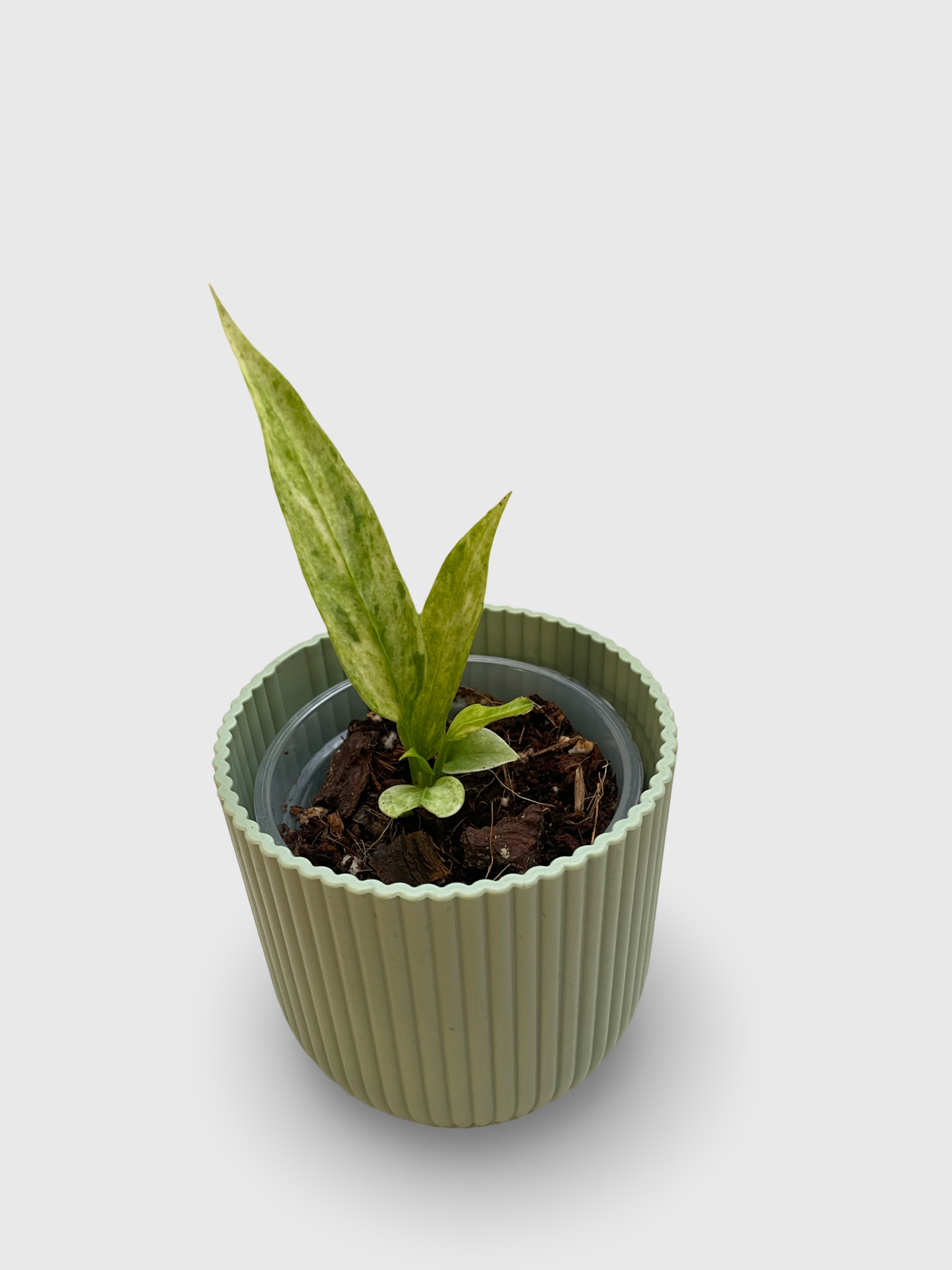 Anthurium Vittarifolium Variegata