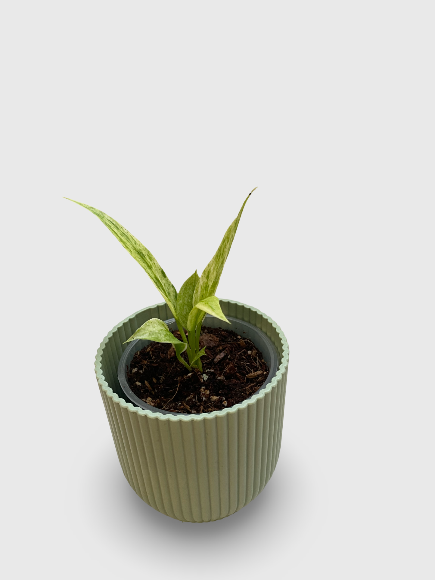 Anthurium Vittarifolium Variegata