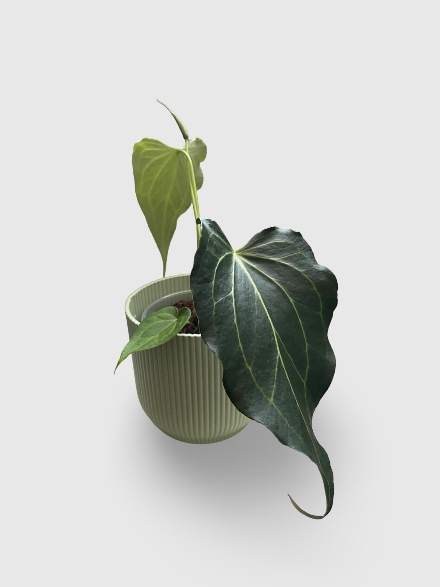 Anthurium Delta Force