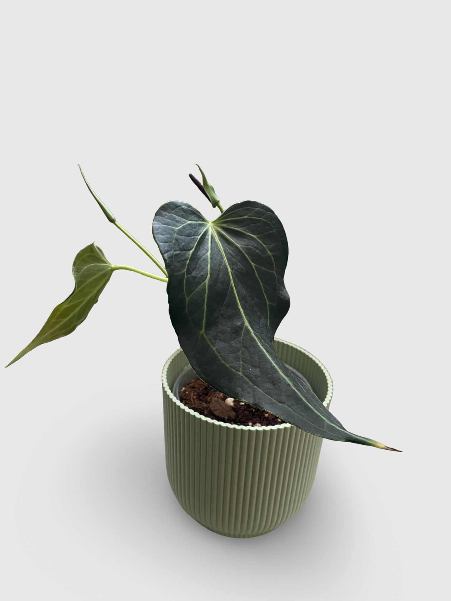 Anthurium Delta Force