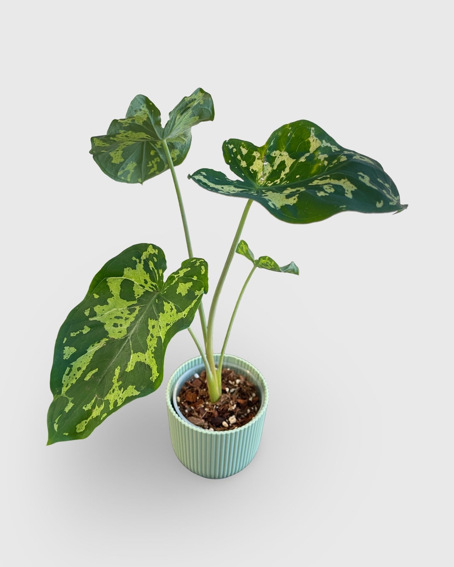 Colocasia Hilo Beauty