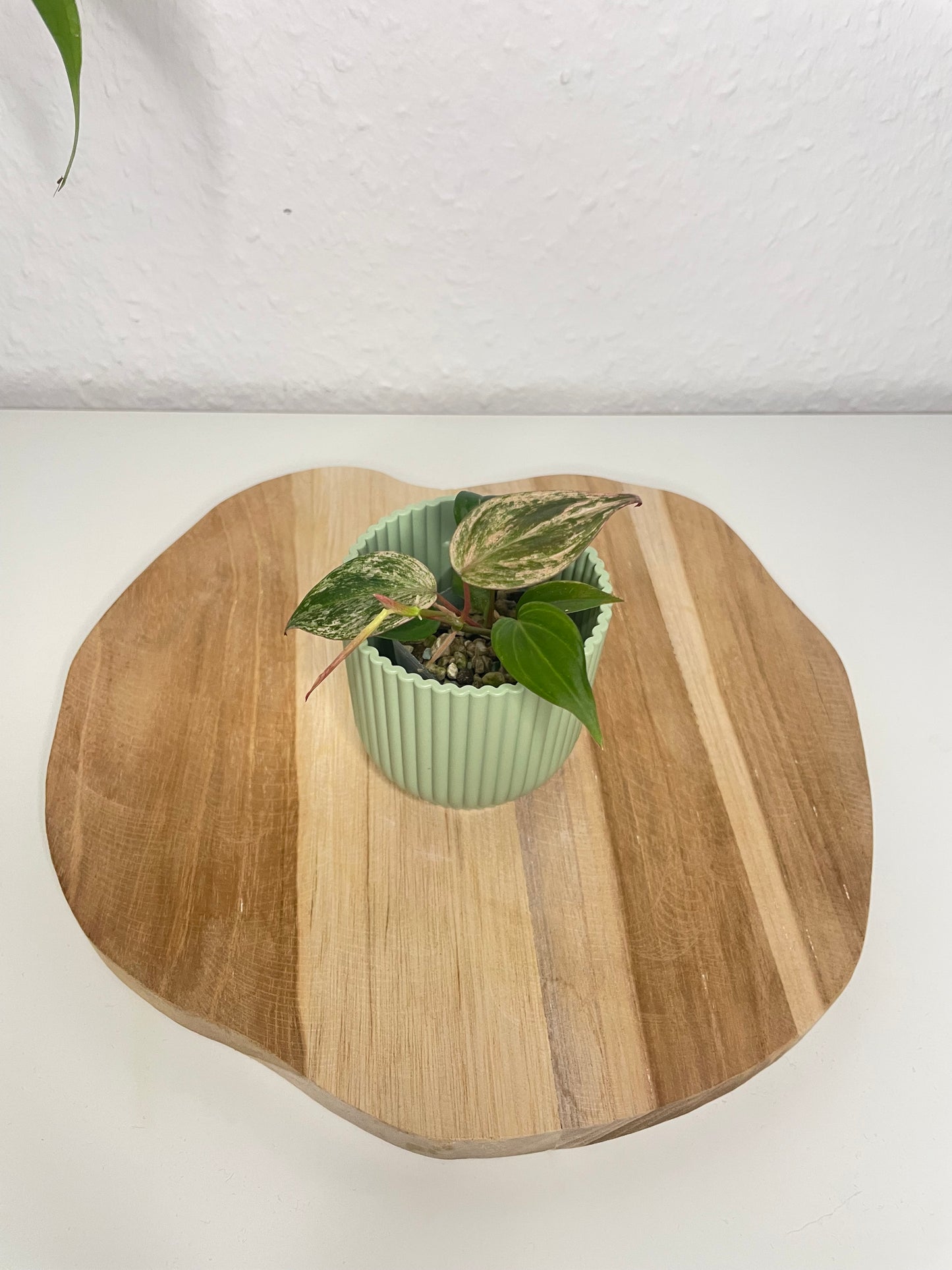 Philodendron Micans pink marble