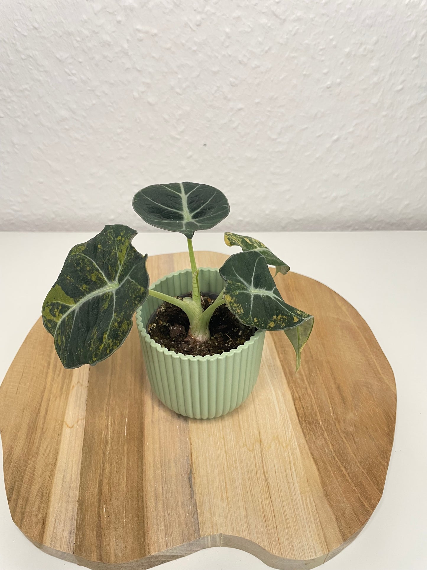 Alocasia Black Velvet Gold