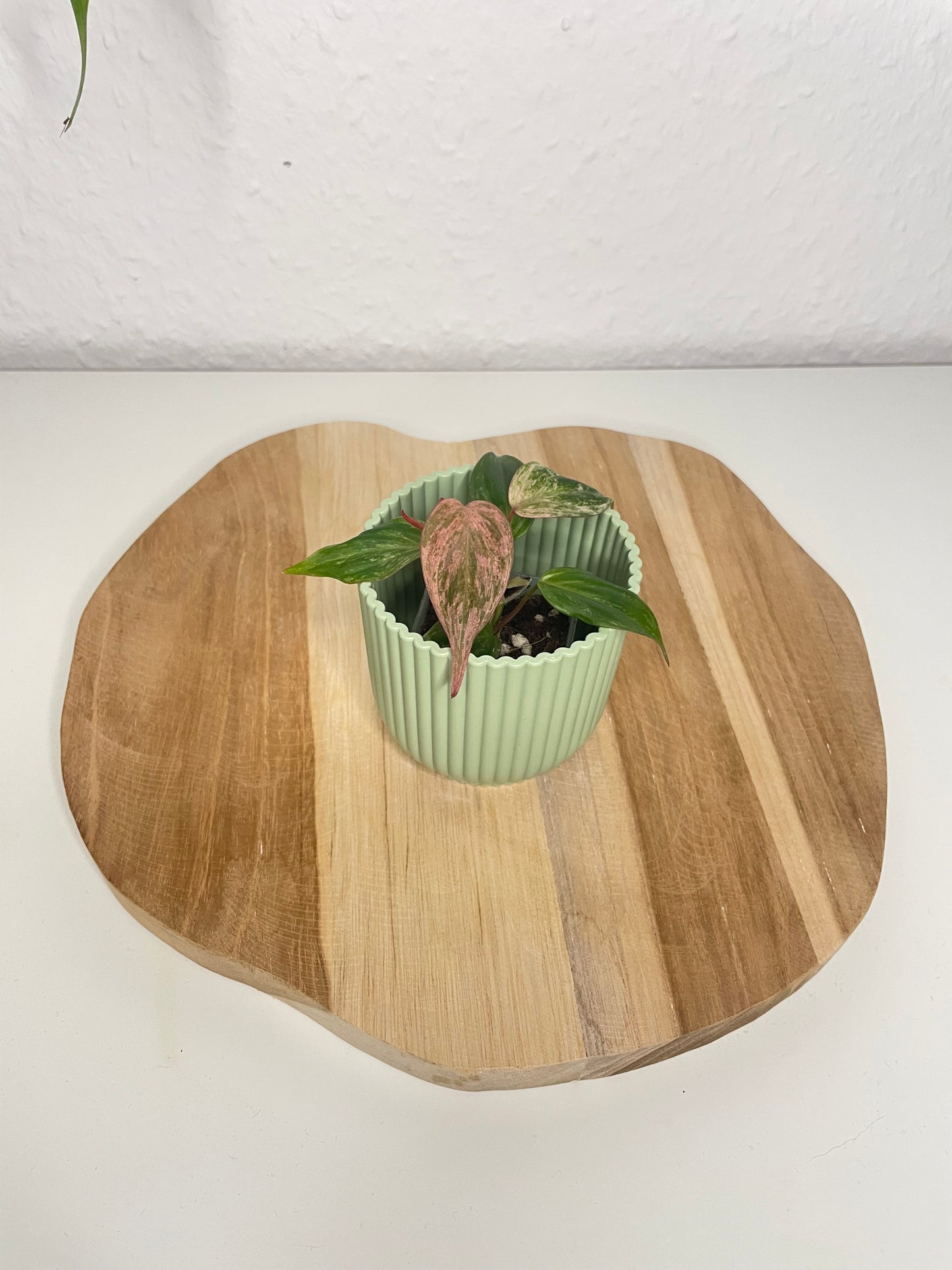 Philodendron Micans pink marble