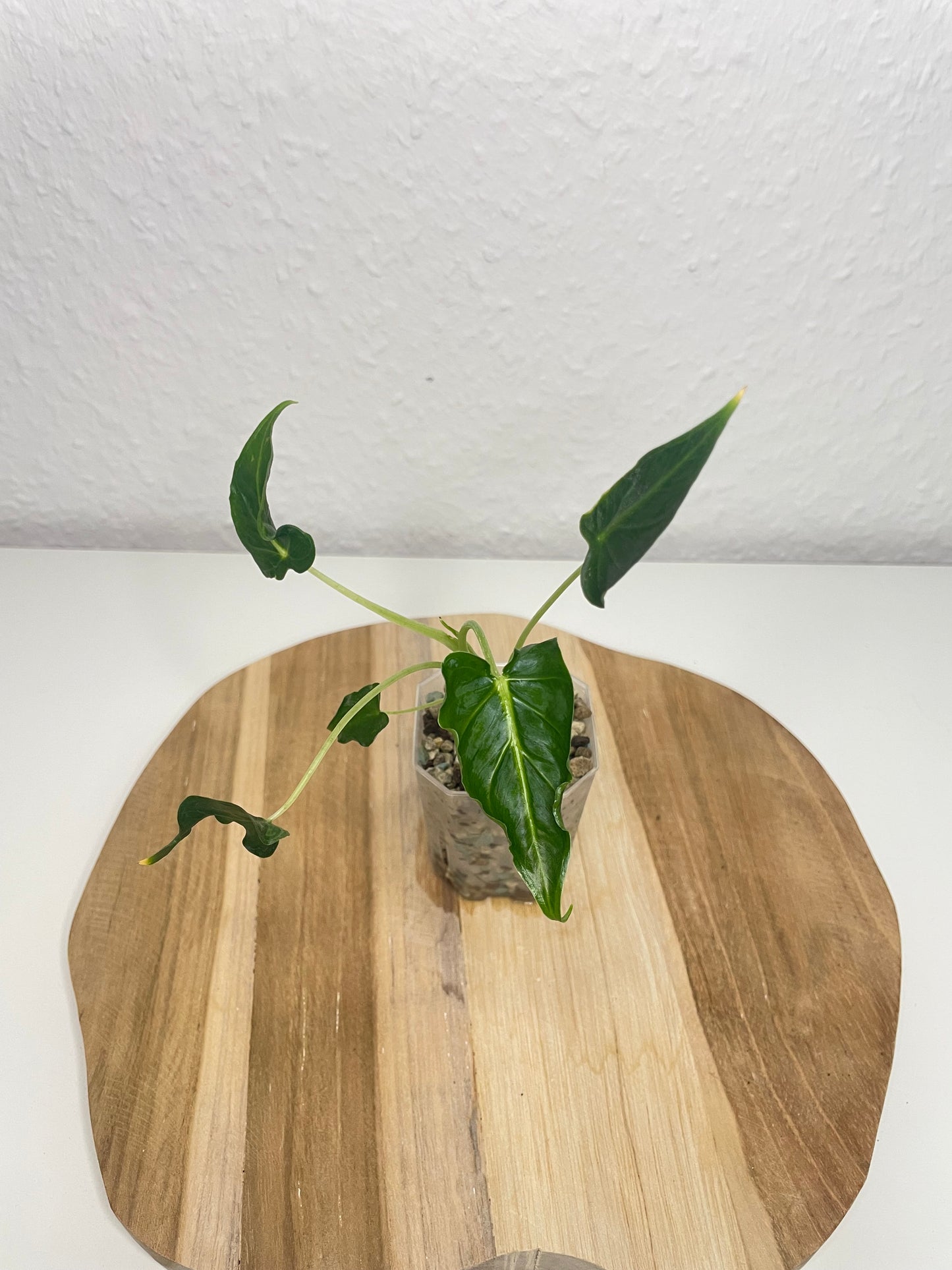 Alocasia Frydek Tattoo
