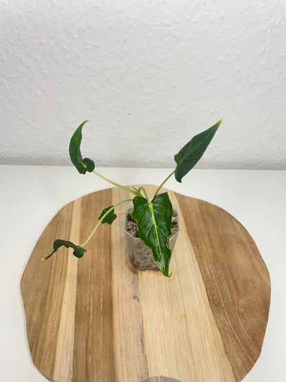 Alocasia Frydek Tattoo