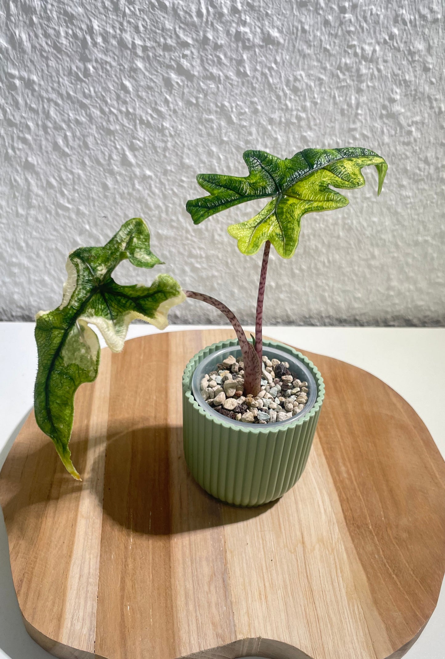 Alocasia Jacklyn Variegata