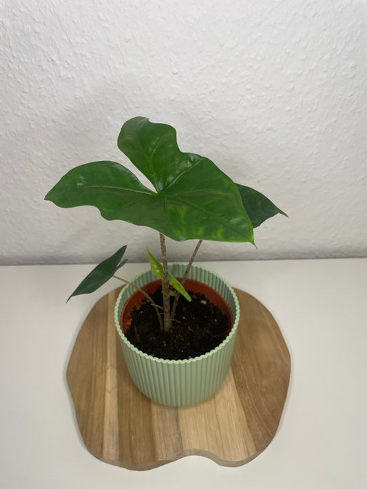 Alocasia Nycteris Batwing
