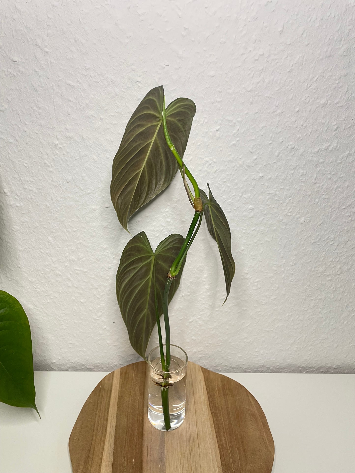 Philodendron Splendid