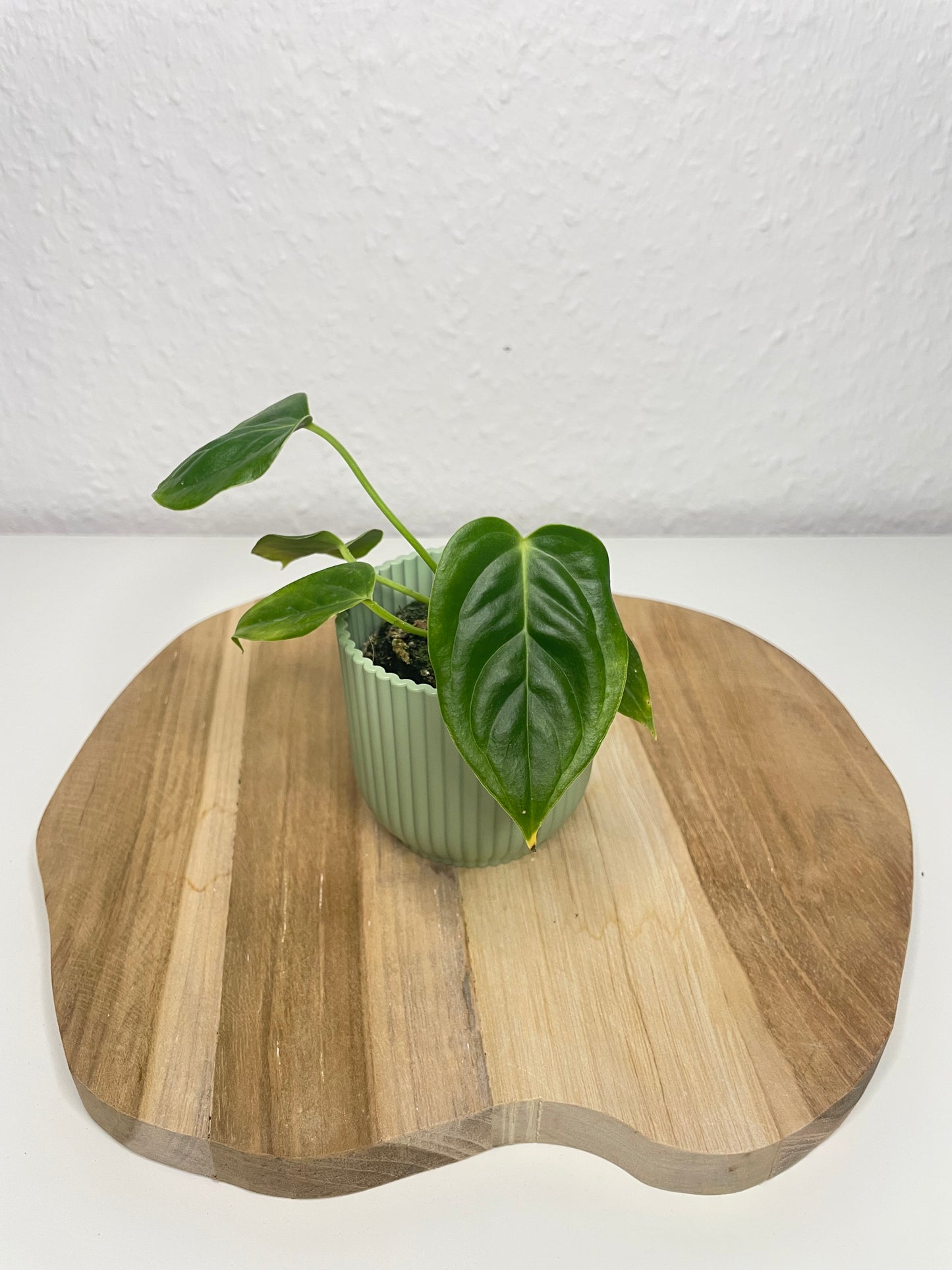 Anthurium Veitchii