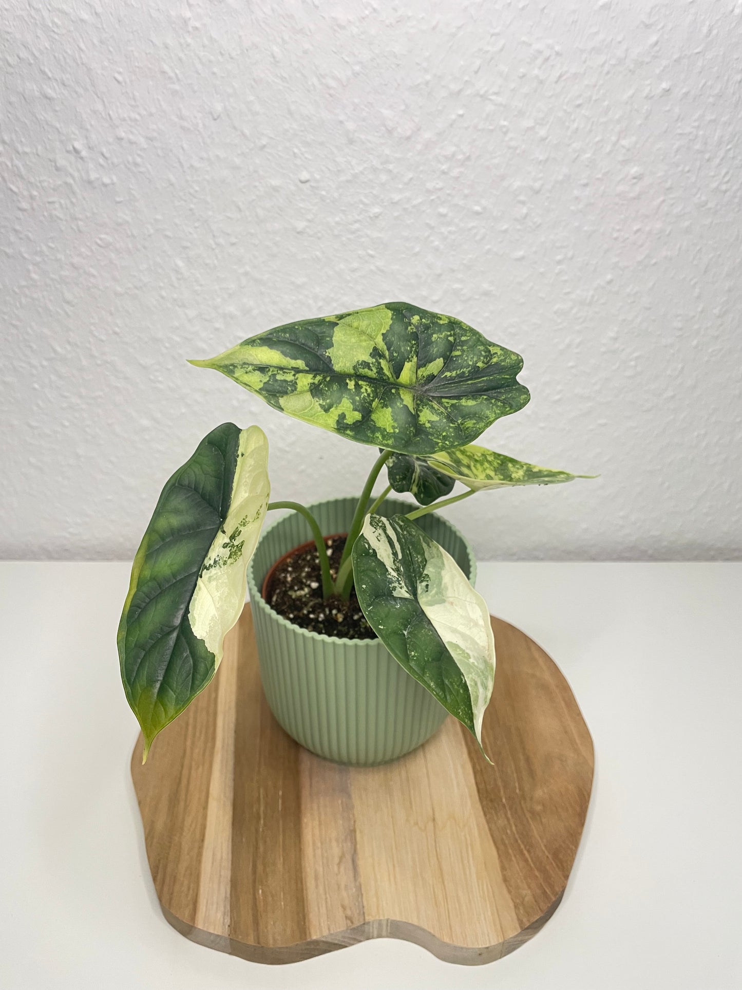 Alocasia Dragon Scale Albo