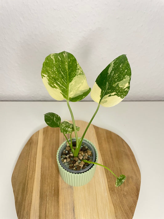 Monstera Thai Constellation Creme