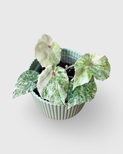 Begonia Rouge Variegata