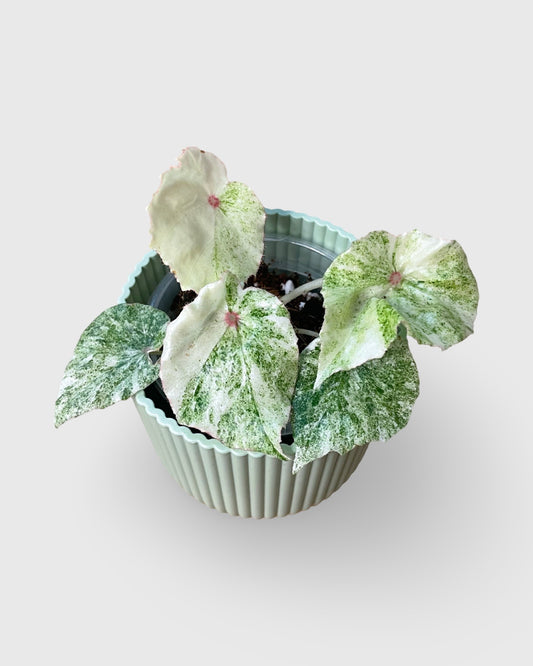 Begonia Rouge Variegata
