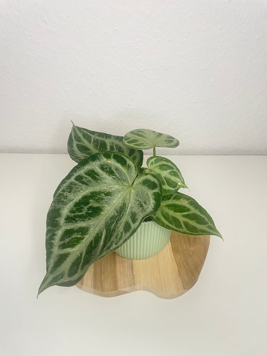 Anthurium Silver Blush Mint