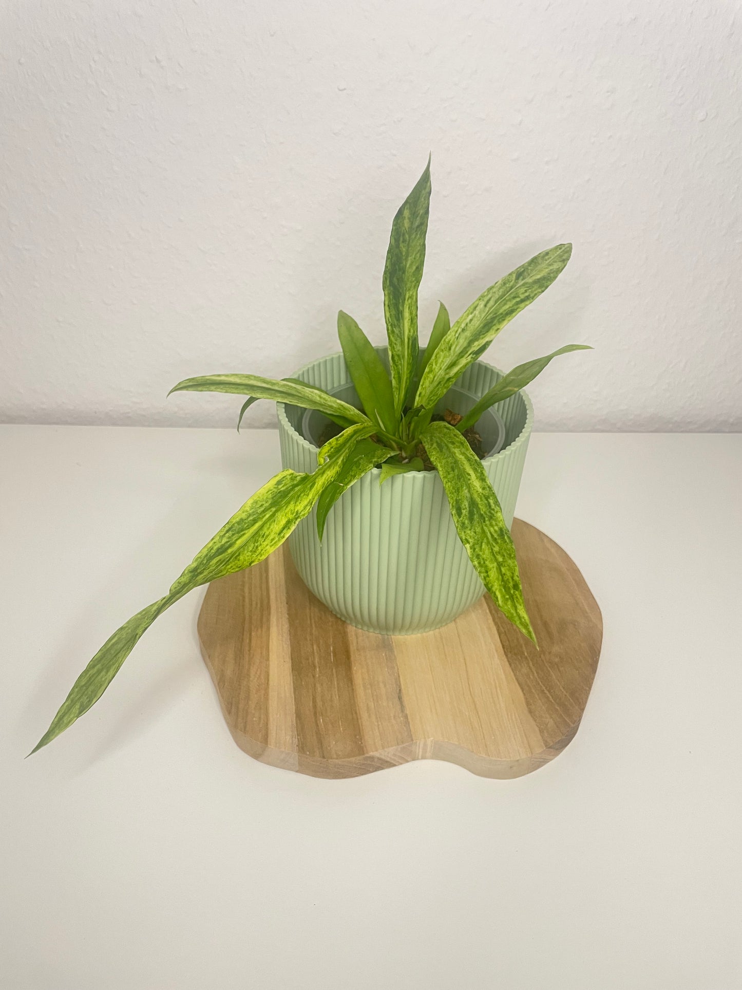 Anthurium Vittarifolium Variegata