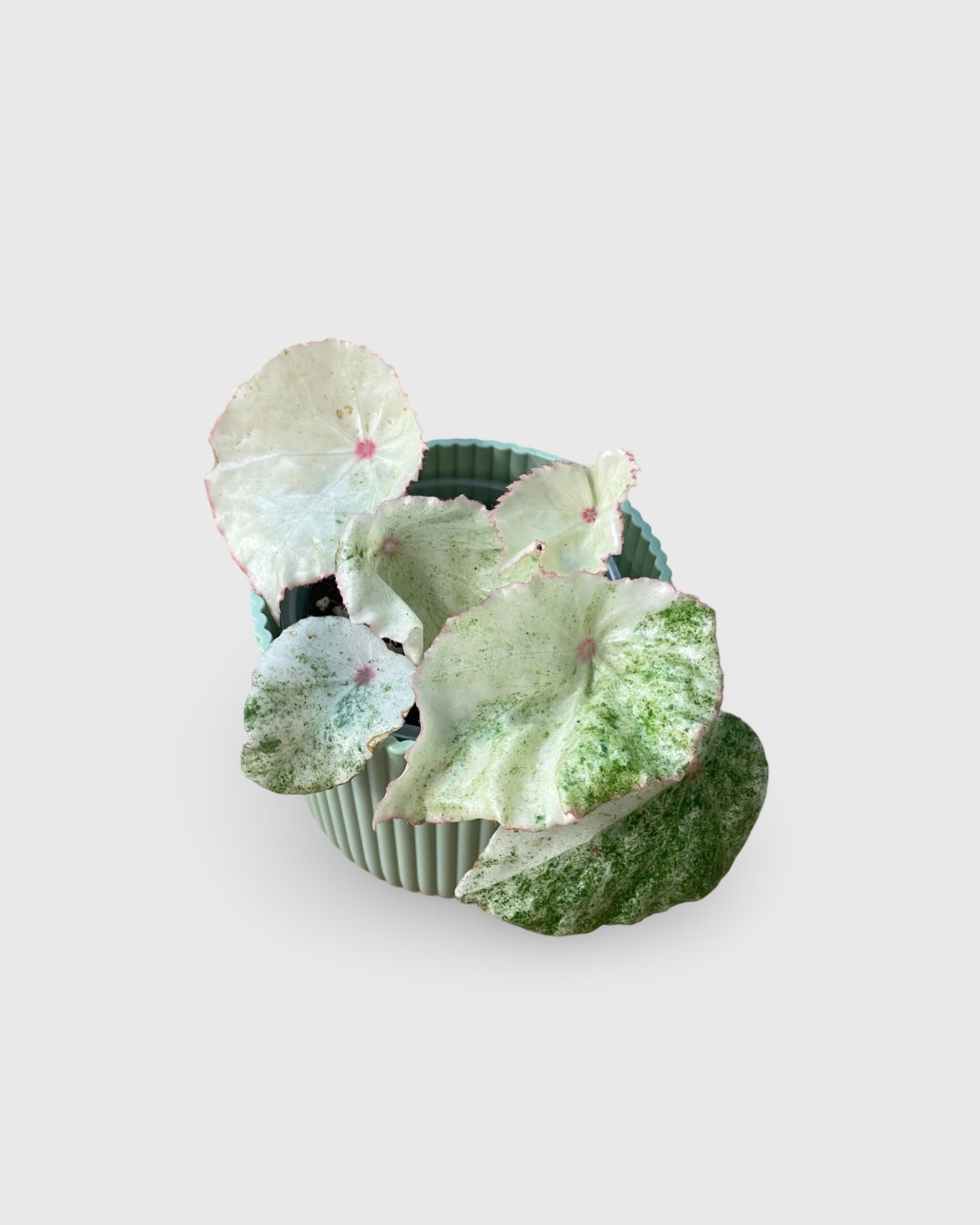 Begonia Rouge Variegata