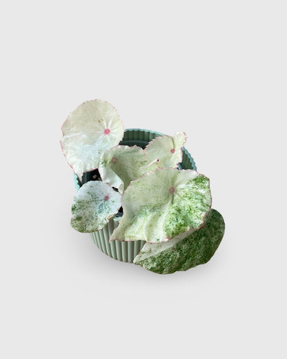 Begonia Rouge Variegata