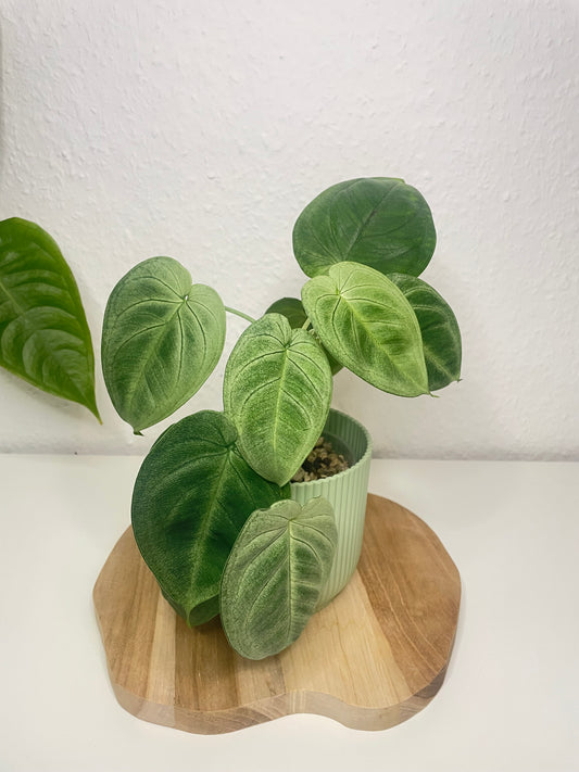 Syngonium Frosted Heart