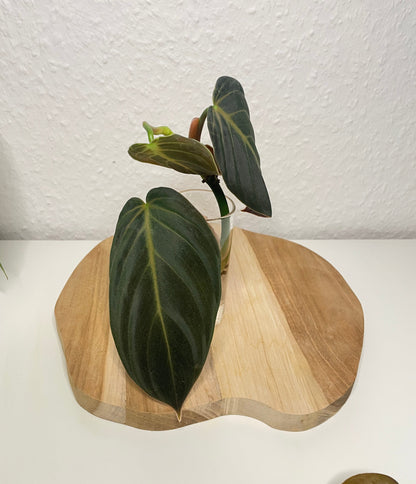 Philodendron Gigas