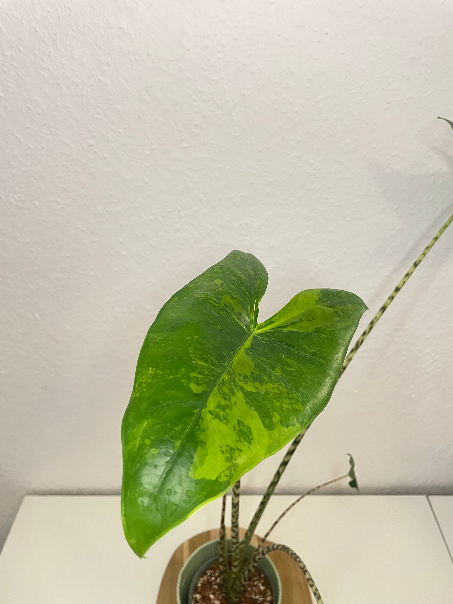 Alocasia Zebrina Aurea Variegata