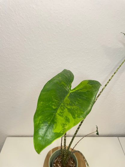 Alocasia Zebrina Aurea Variegata