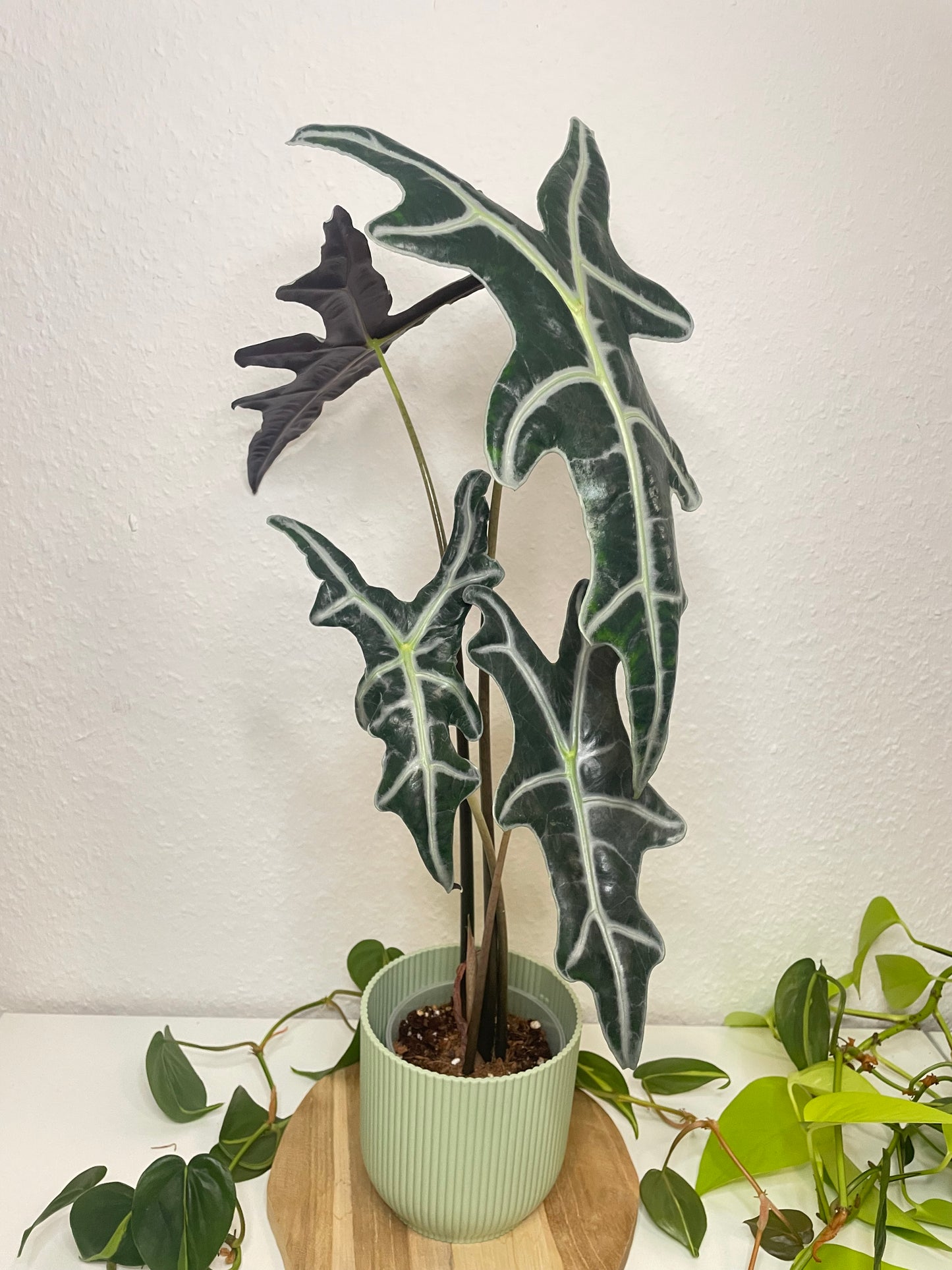Alocasia Nobilis