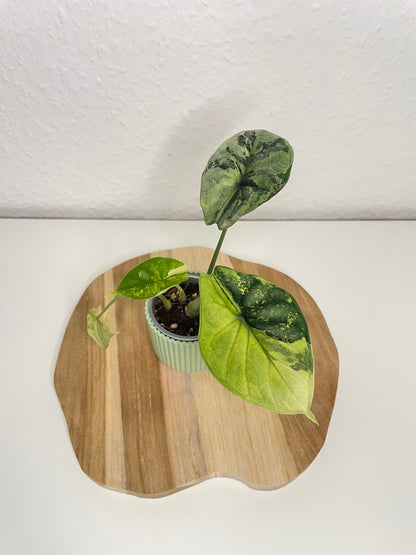 Alocasia Dragon Scale Albo