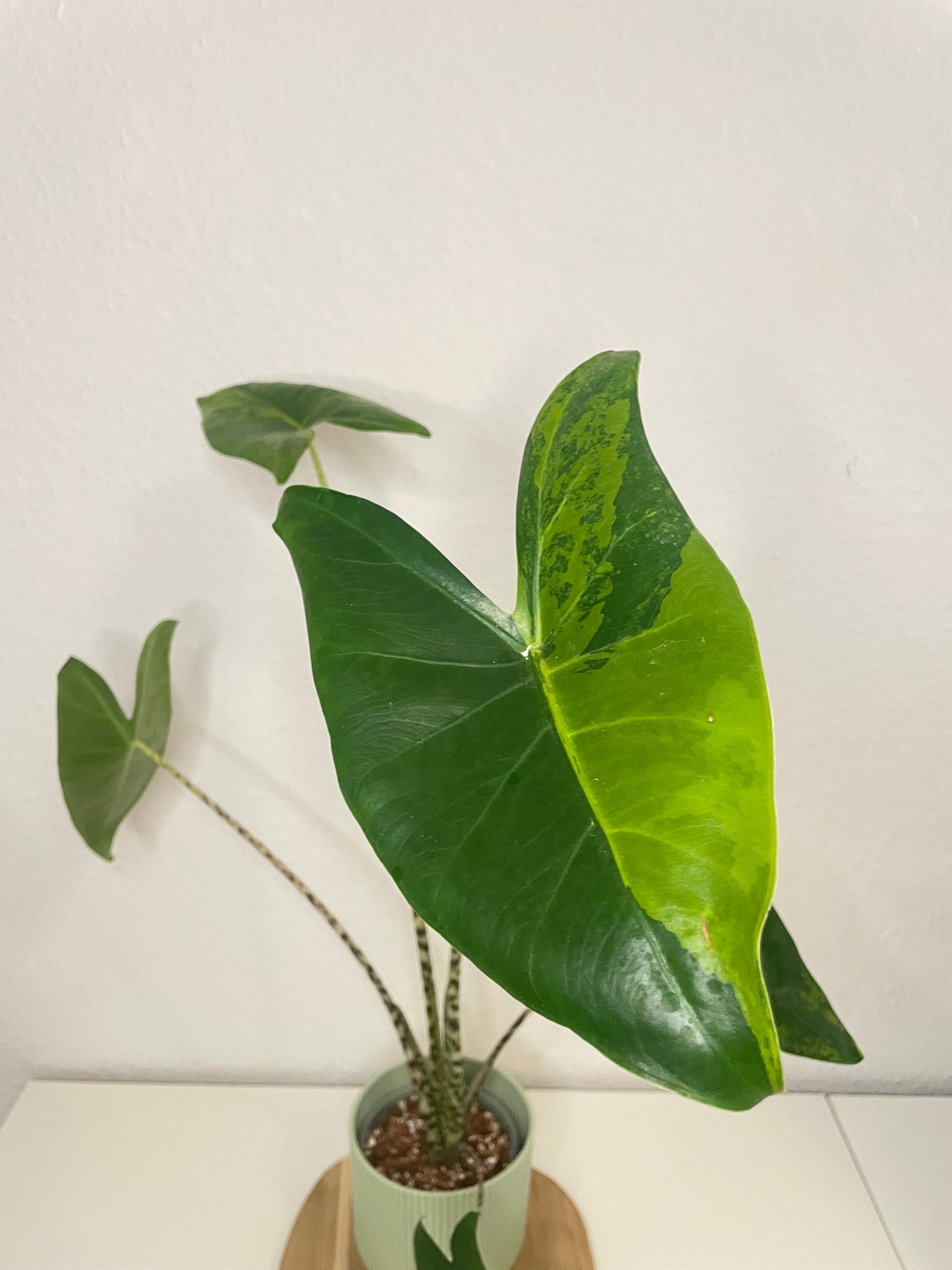 Alocasia Zebrina Aurea Variegata