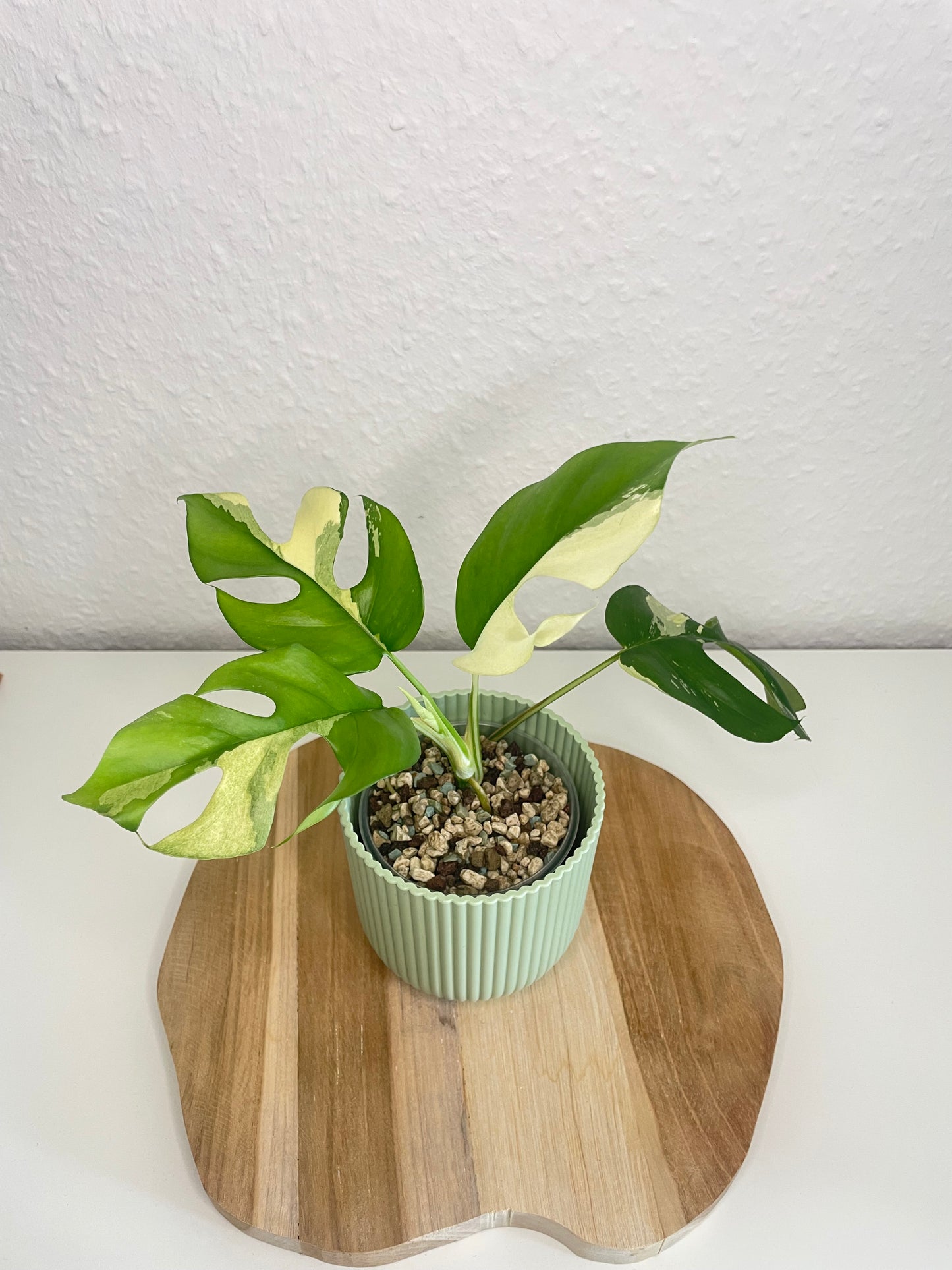 Rhaphidophora Tetrasperma Variegata