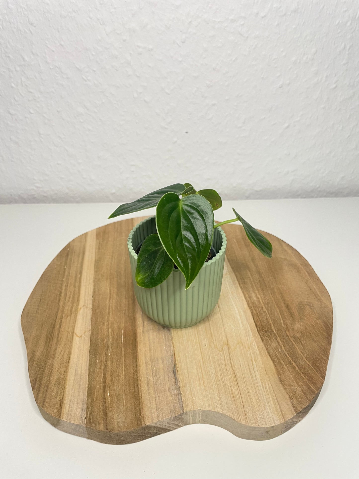 Anthurium Veitchii