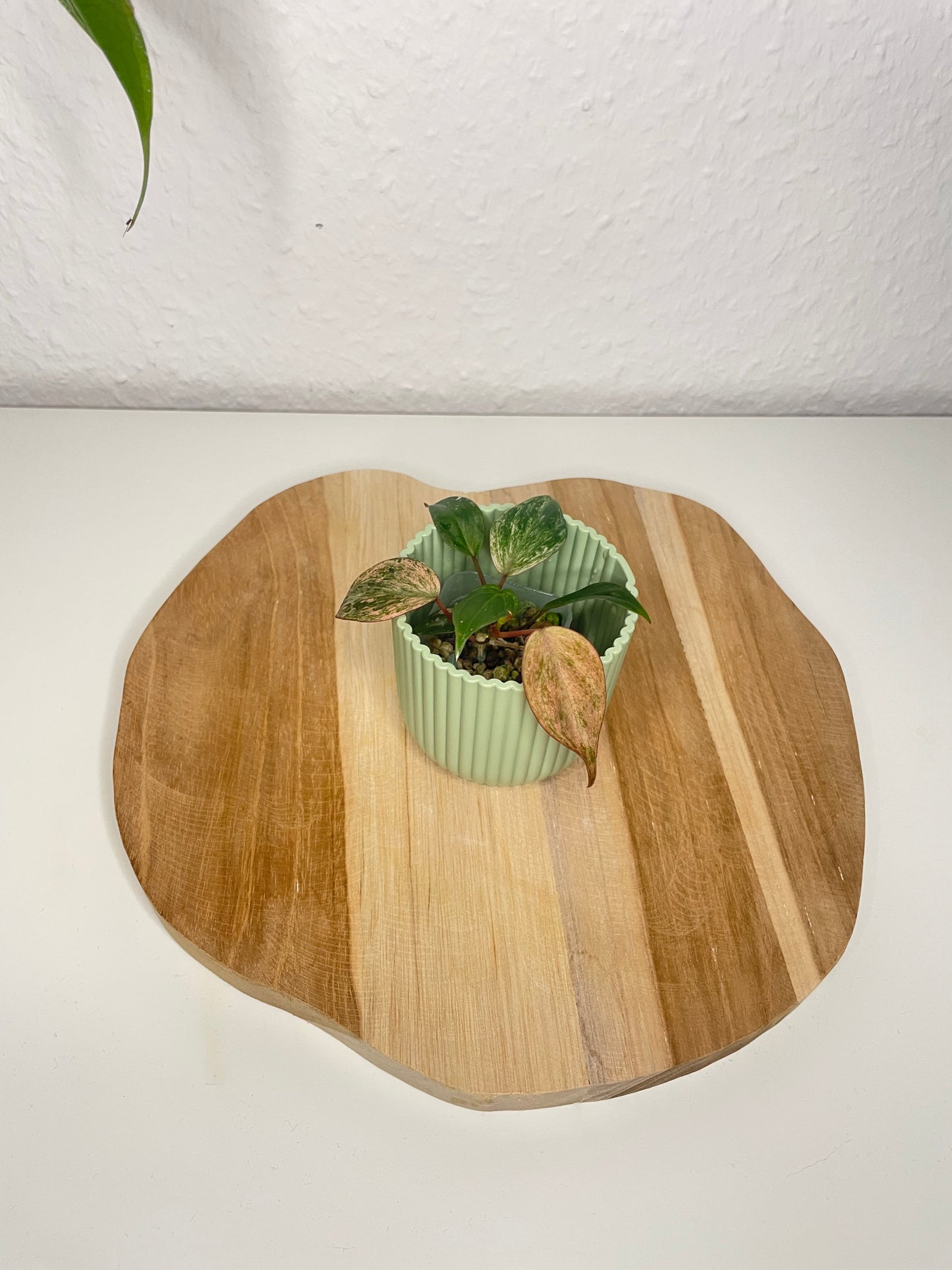 Philodendron Micans pink marble