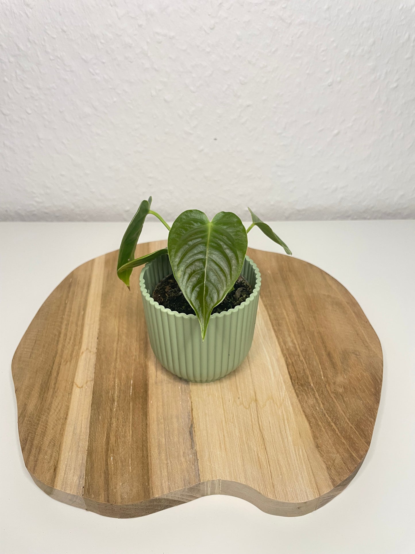 Anthurium Veitchii