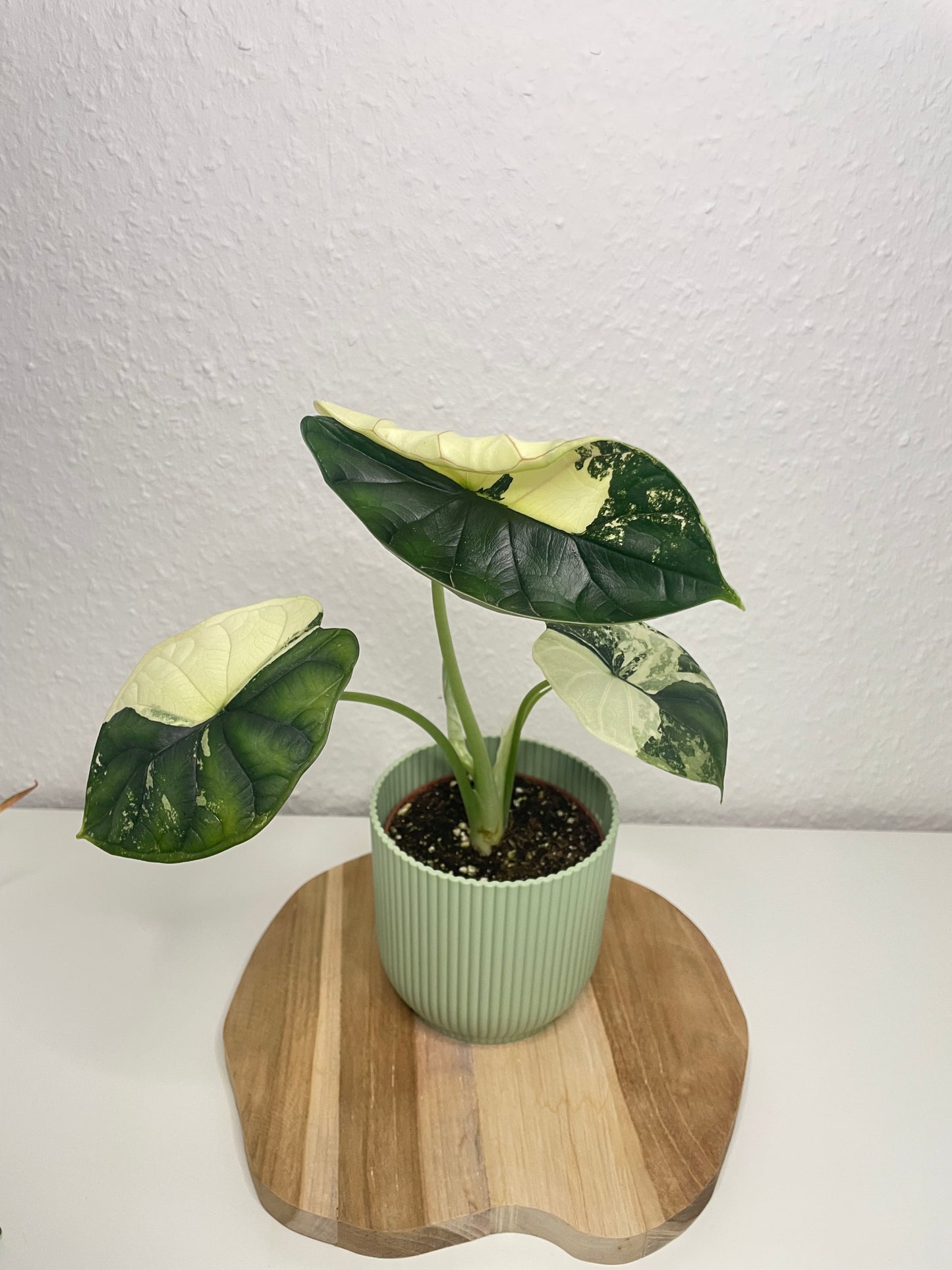 Alocasia Dragon Scale Albo