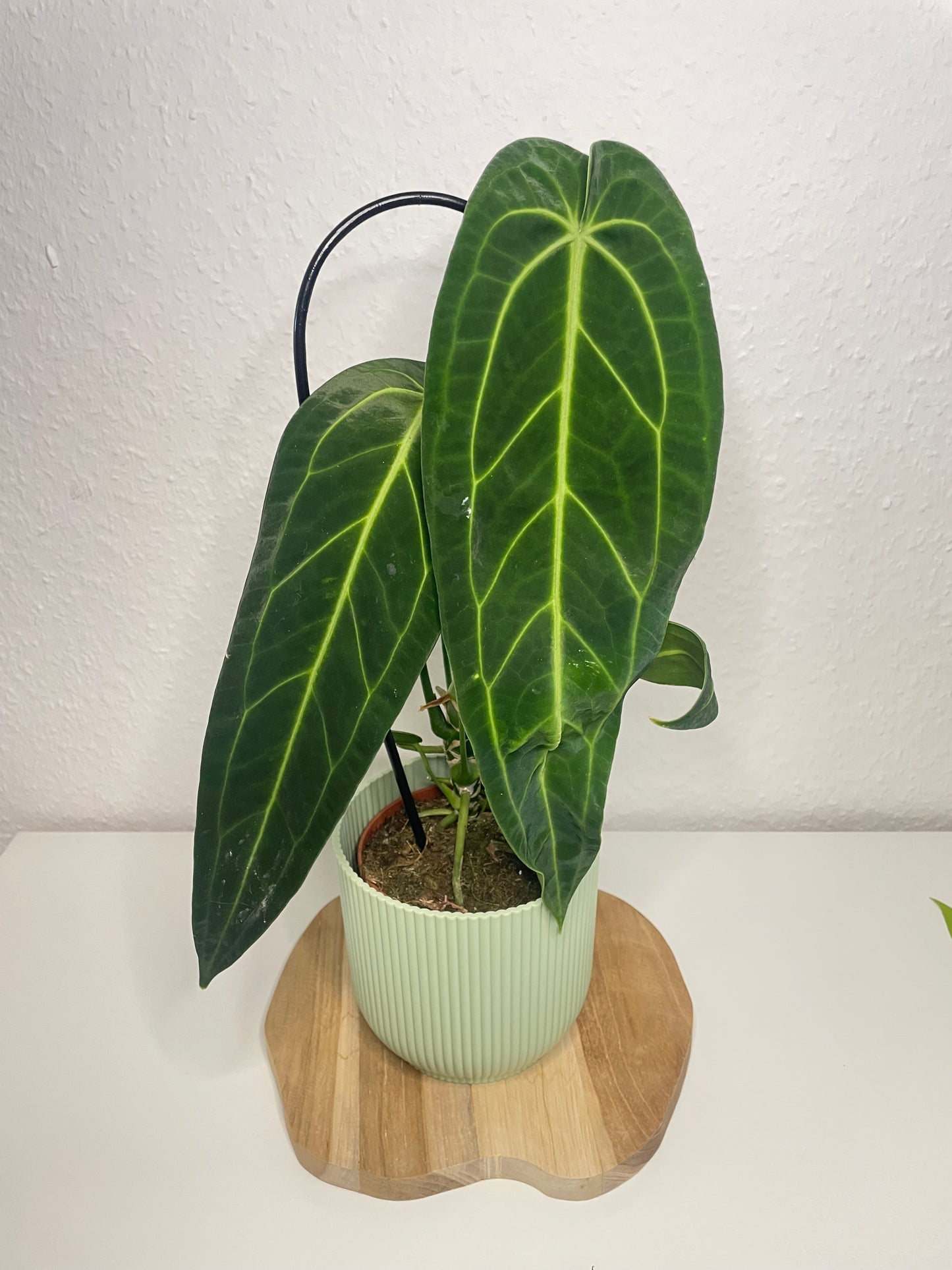 Anthurium Warocqueanum