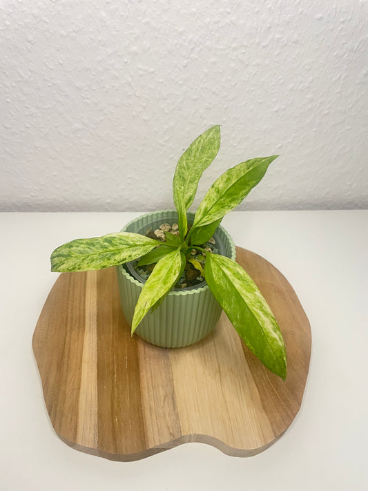 Anthurium Vittarifolium Variegata