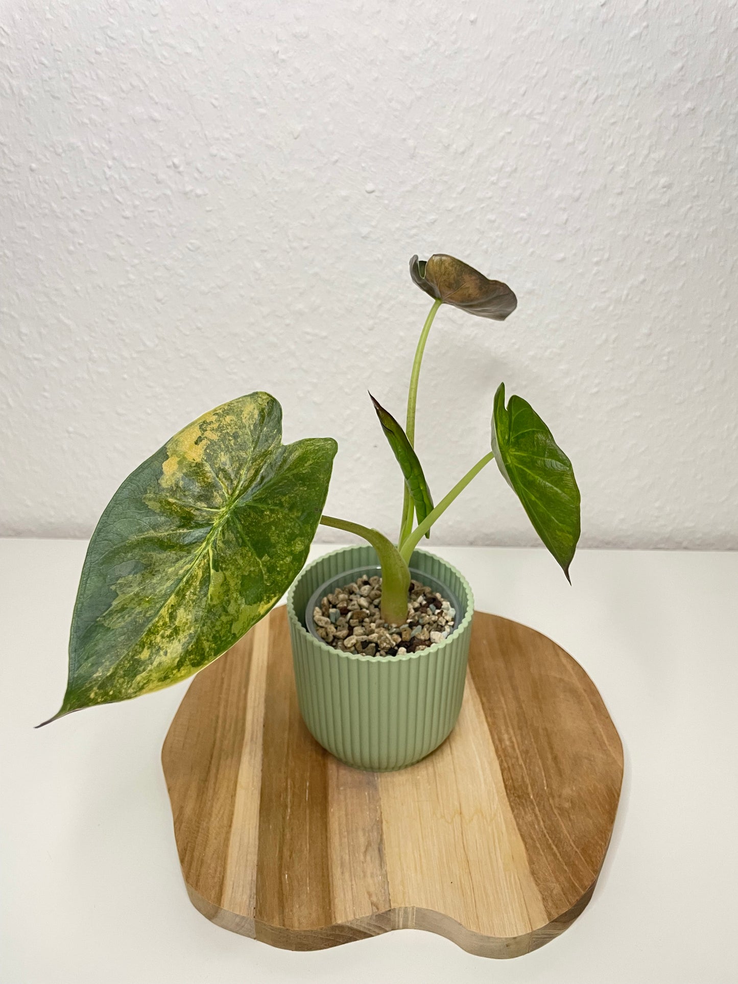 Alocasia Wentii Variegata