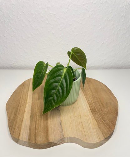 Anthurium Veitchii