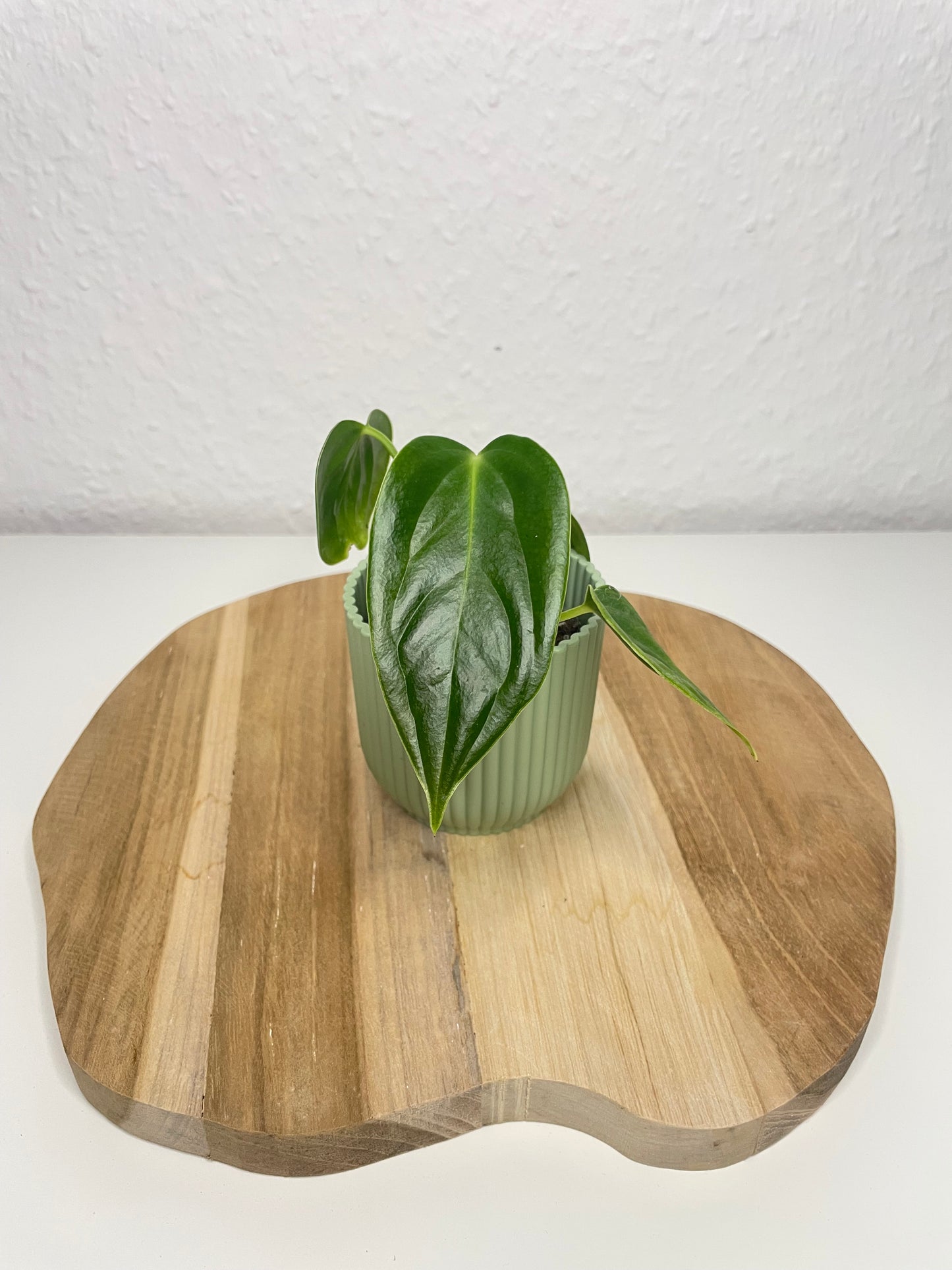 Anthurium Veitchii