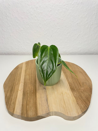 Anthurium Veitchii