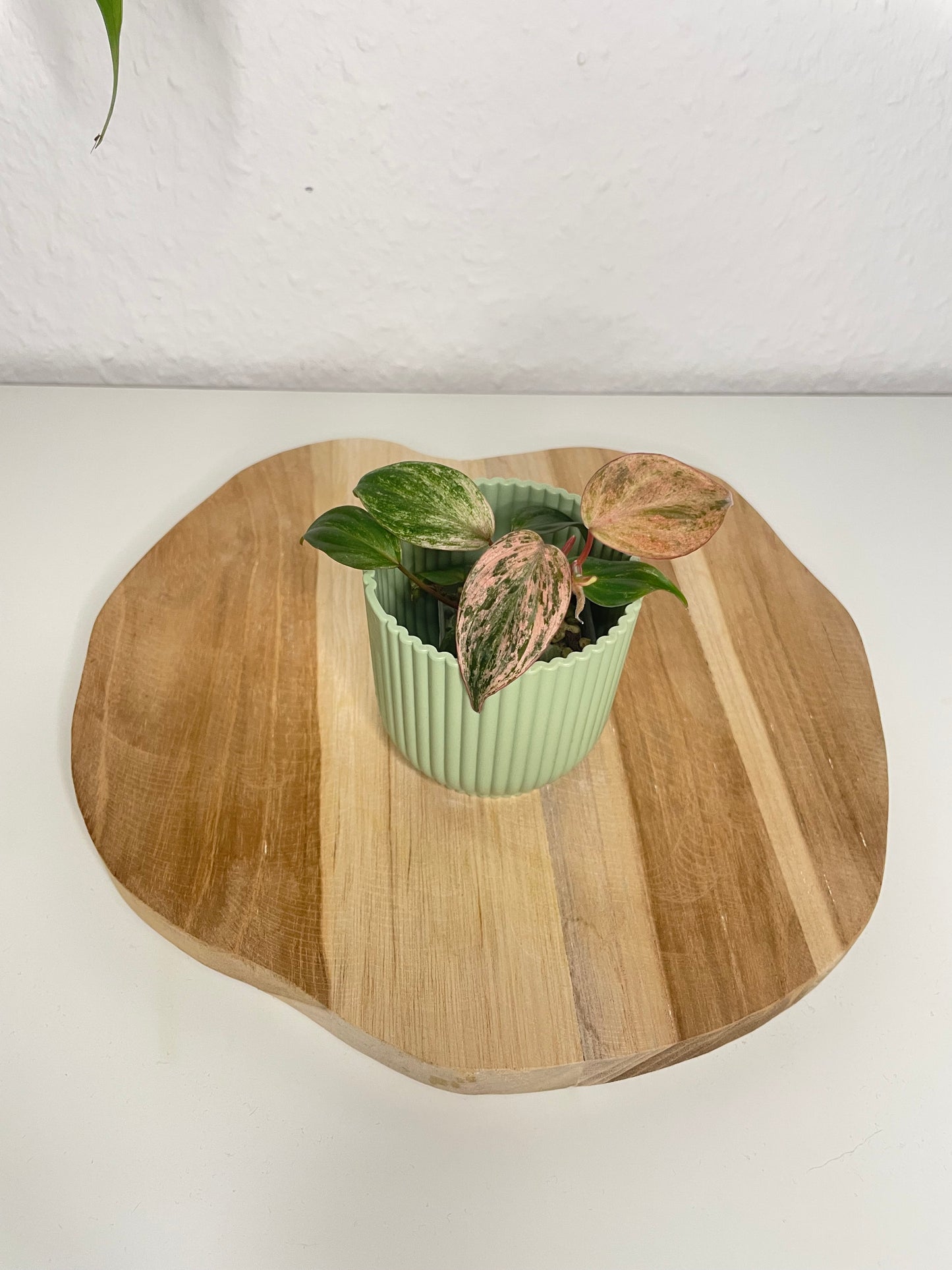 Philodendron Micans pink marble